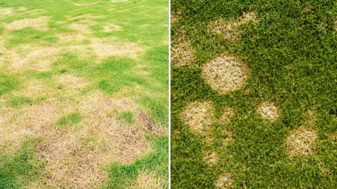 Why Your Grass Turns Yellow—and How to Fix It Fast