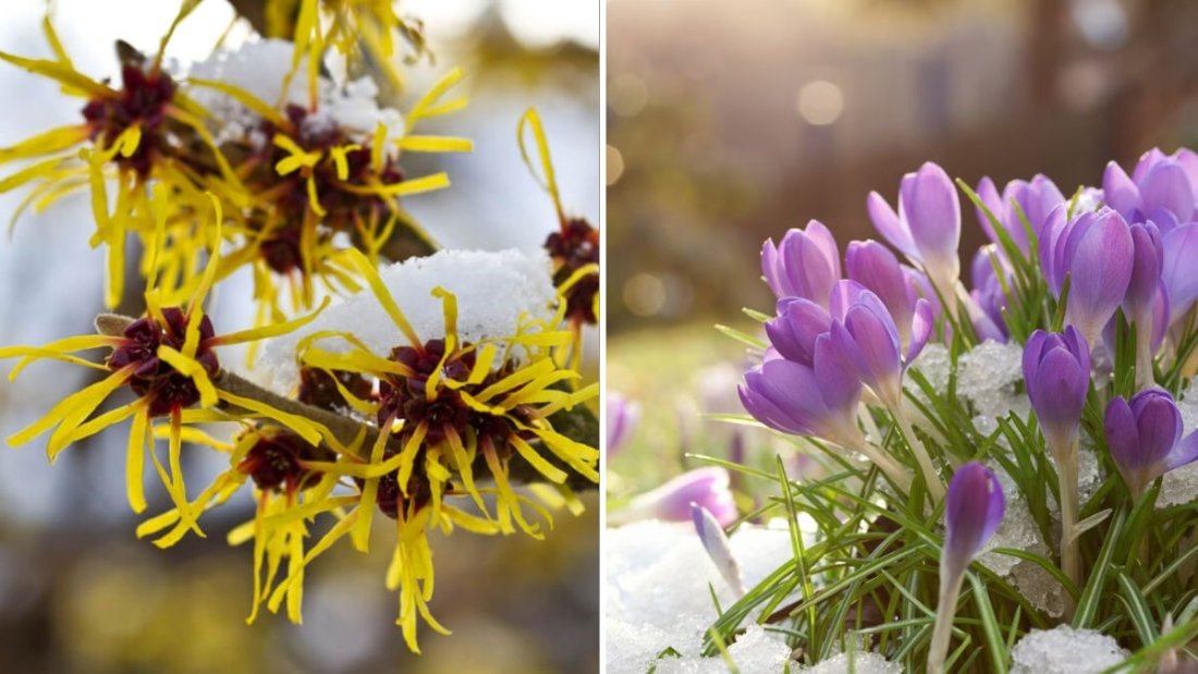 9 Plants That Bloom Even in the Dead of Winter