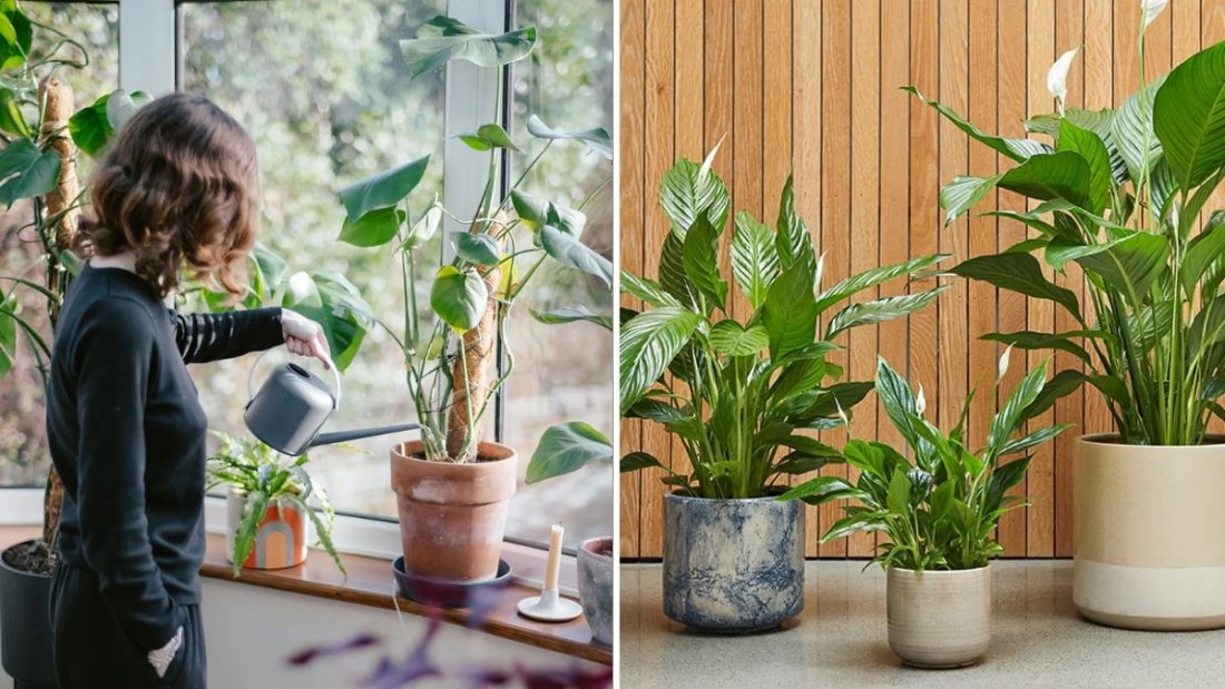 How to Water Plants During Winter Without Overdoing It