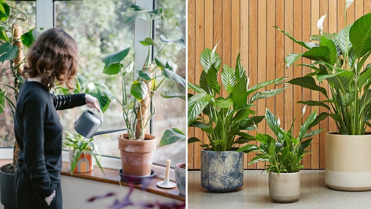 How to Water Plants During Winter Without Overdoing It