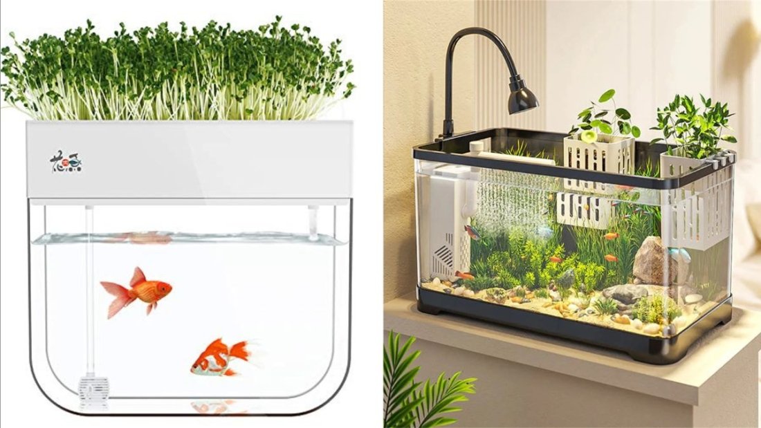 Should You Try Aquaponics at Home?