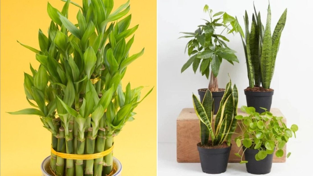 8 Plants That Symbolize Prosperity Around the World