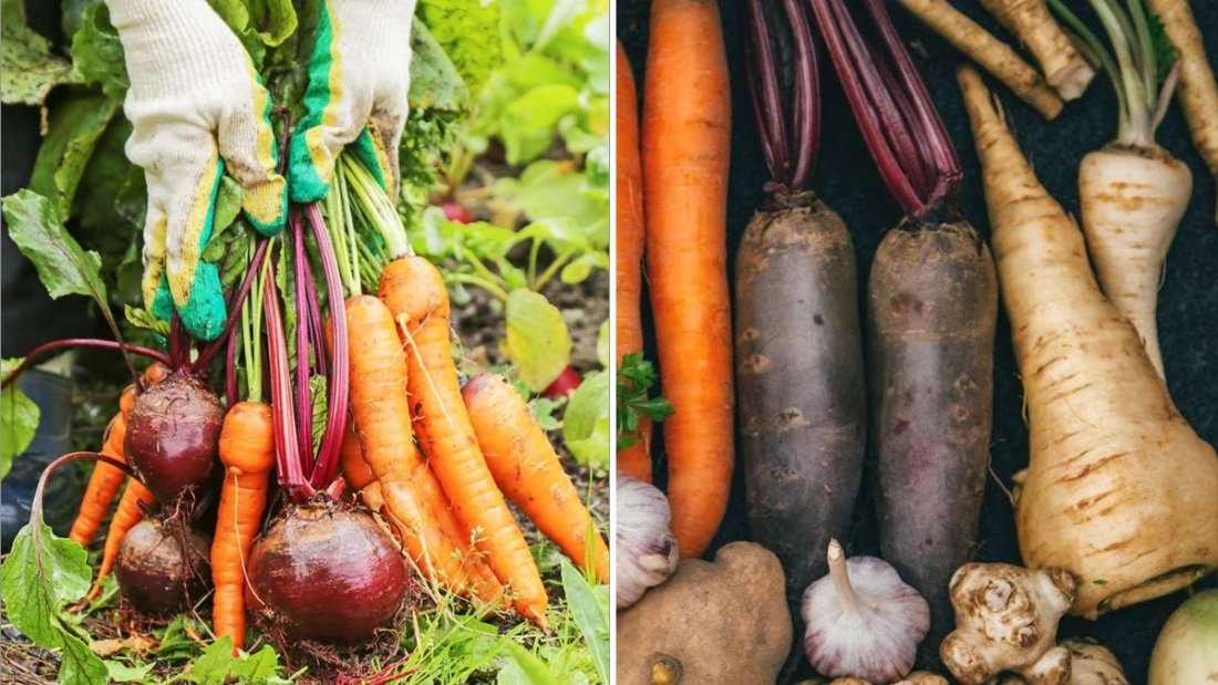 8 Vegetables That Can Survive Frosts