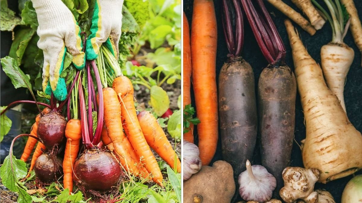8 Vegetables That Can Survive Frosts