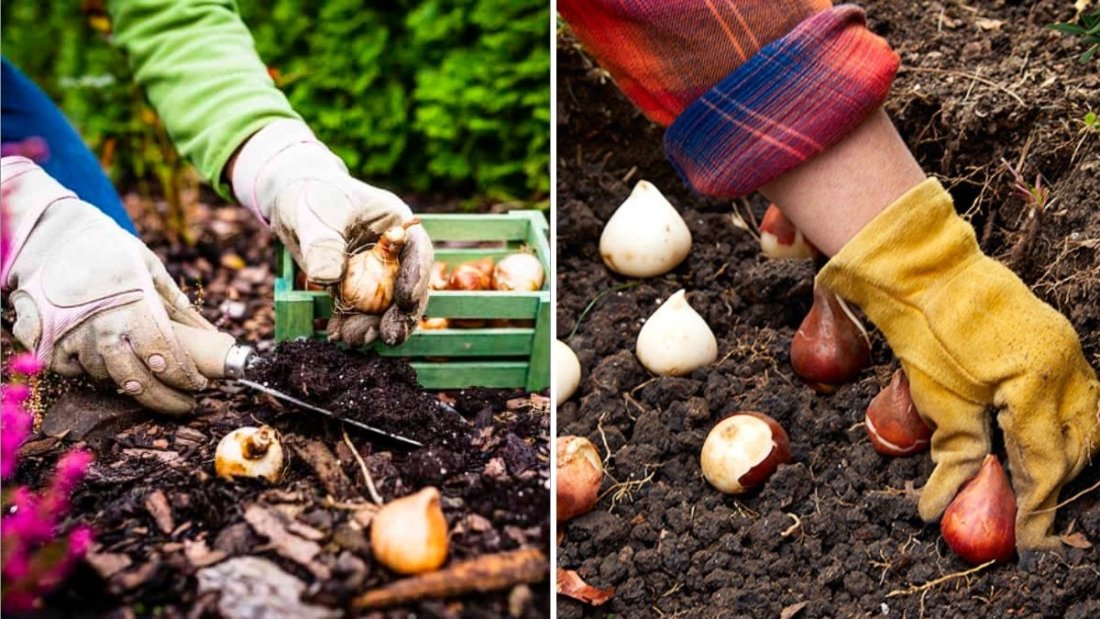 Should You Plant Bulbs in Fall or Spring?