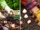 Should You Plant Bulbs in Fall or Spring?