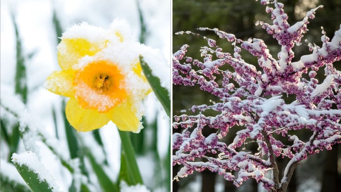 How to Protect Plants From Late Spring Snow