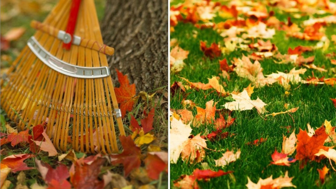 6 Fall Tasks That Prevent Lawn Problems in Spring