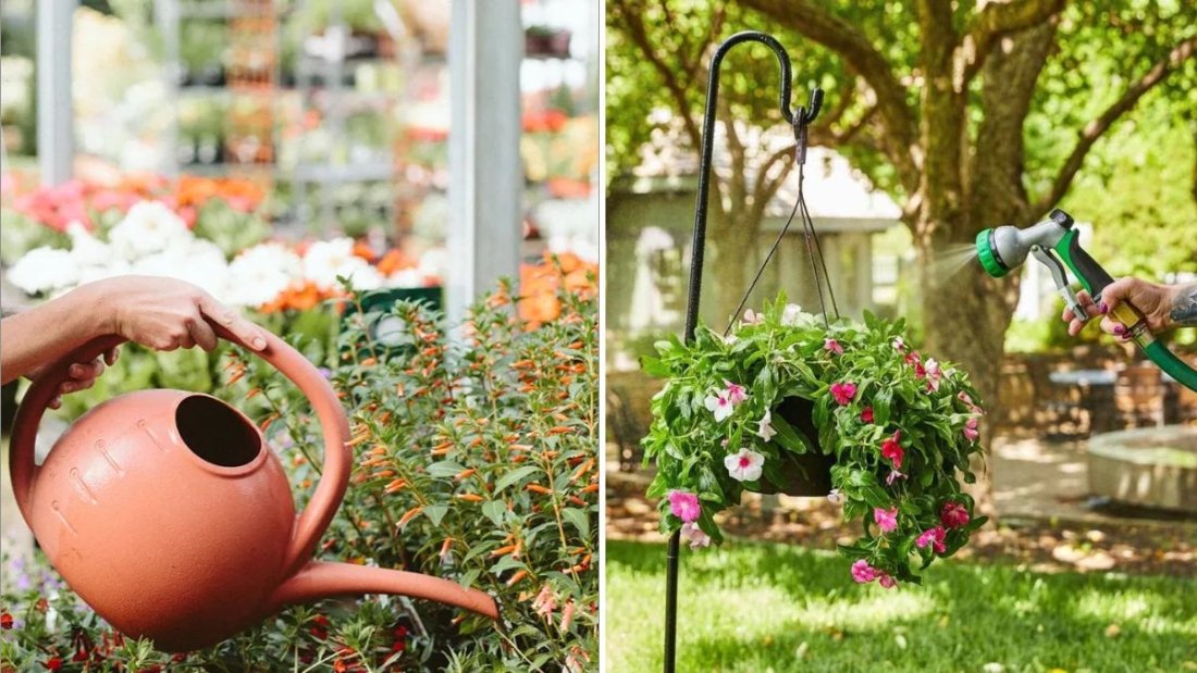 How to Revive Plants After a Hot Summer