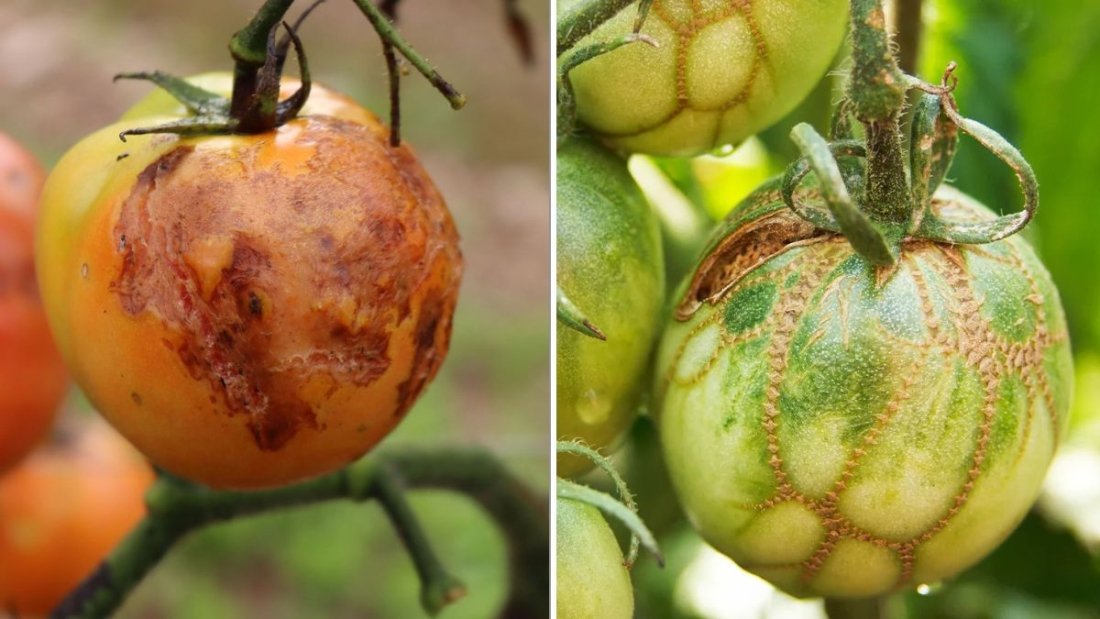 10 Common Tomato Diseases—And How To Treat Them Naturally
