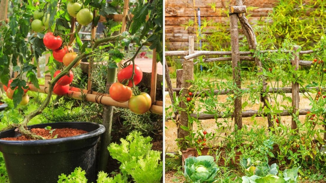 How To Grow Tomatoes Vertically To Save Space