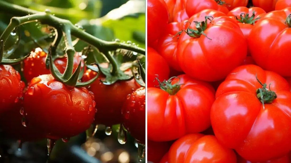 The Best Fertilizer Schedule For Healthy Tomato Growth