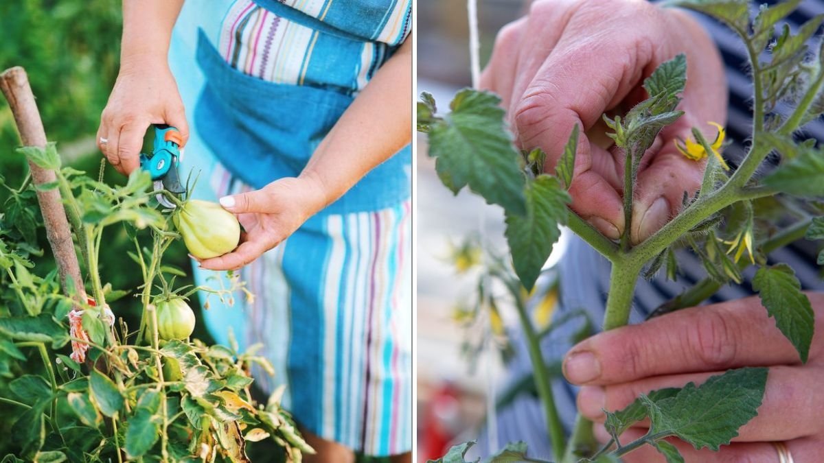 How To Prune Tomato Plants For Bigger, Juicier Fruits