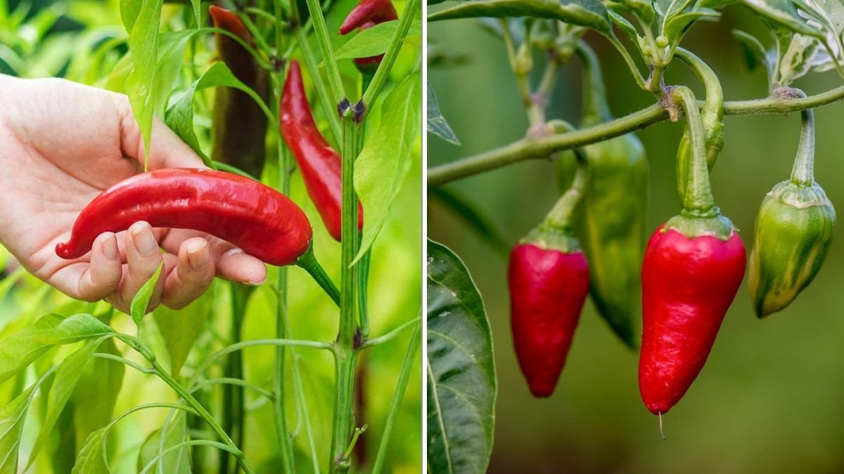 How To Boost Pepper Yields With Simple Pruning Tricks