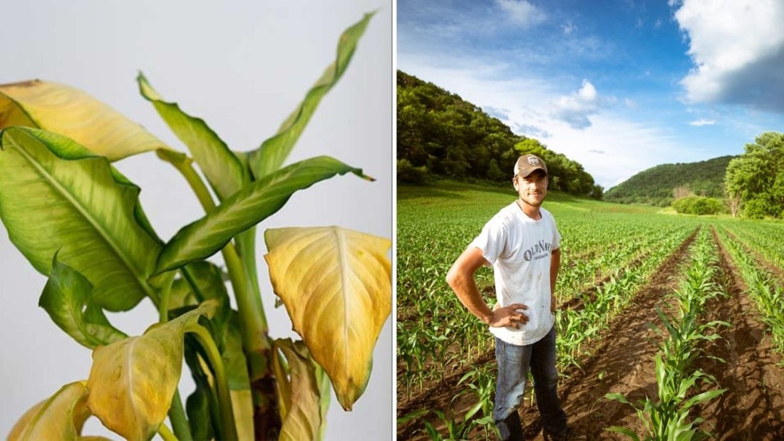 6 Signs Your Cucumber Plants Need More Water