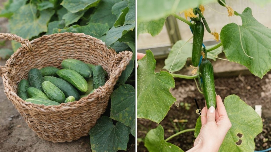 The Best Companion Plants For Cucumbers (And 3 To Avoid)