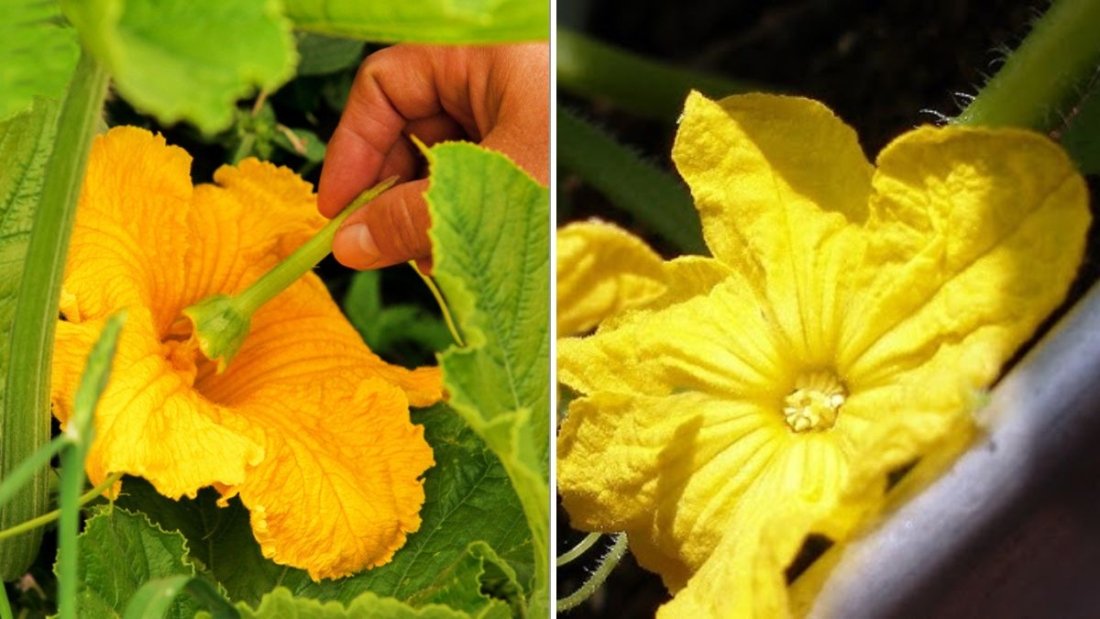 How To Hand-Pollinate Cucumbers For More Fruit