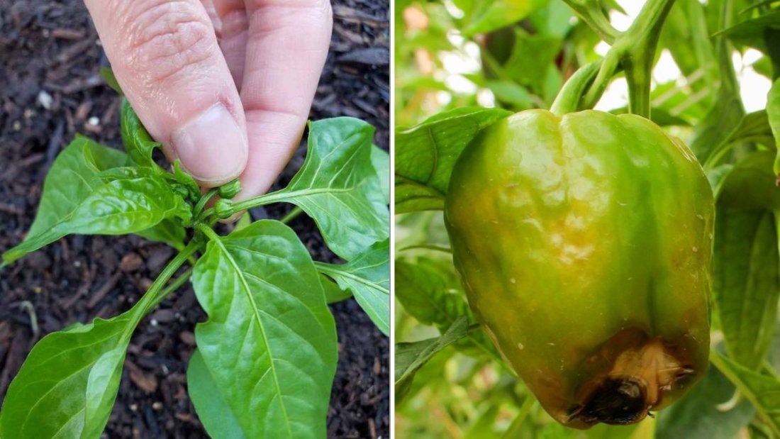Why Your Peppers Are Dropping Their Blossoms (And How To Fix It)