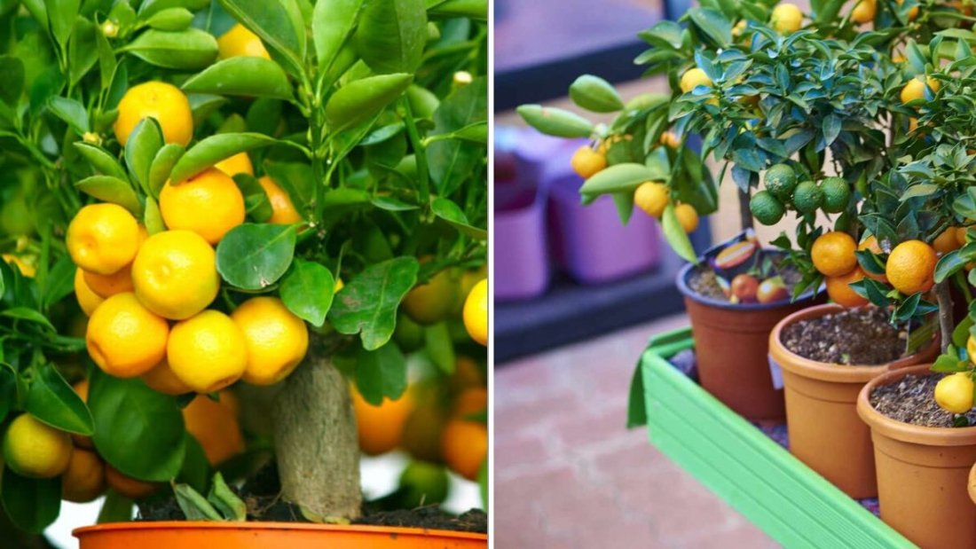 8 Fruit Trees You Can Grow In Containers: Harvest Fresh Fruit Right From Your Patio