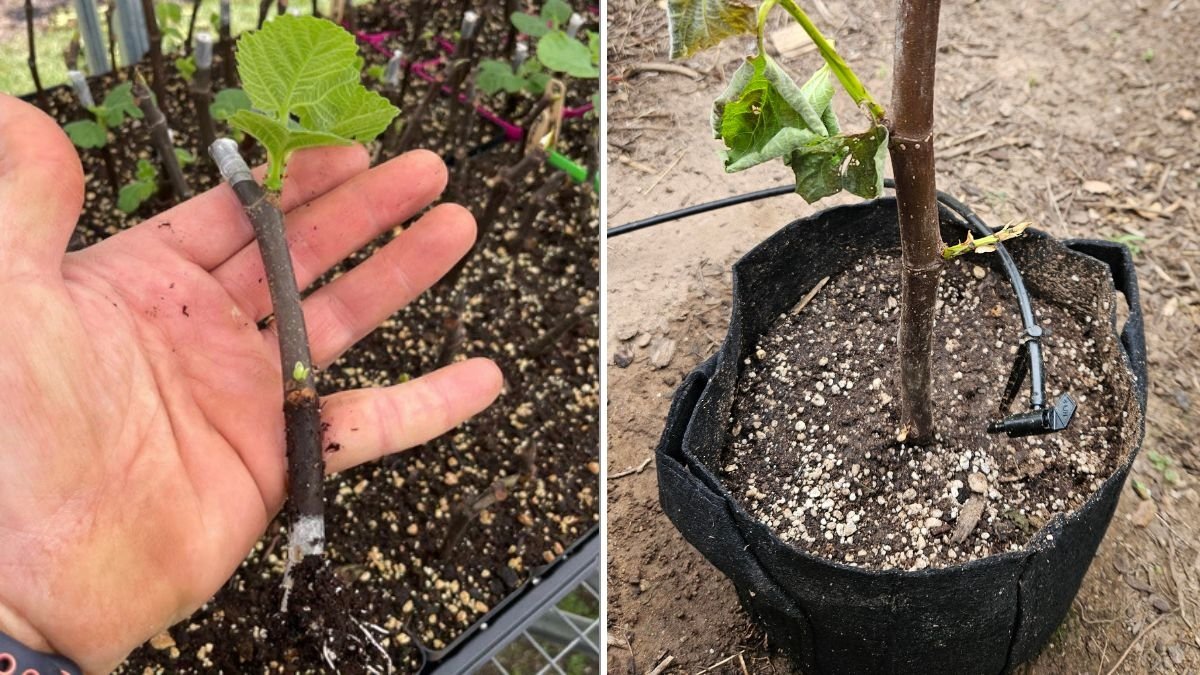 How To Start A Fig Tree From Cuttings: A Complete Step-By-Step Guide For Beginners