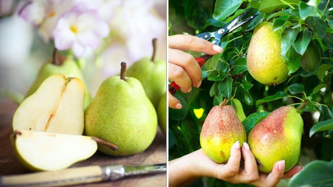 How To Ripen Green Pears After Picking
