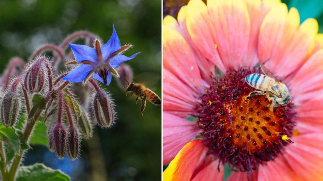 6 Annual Flowers That Attract Bees To Your Garden