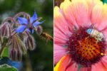 6 Annual Flowers That Attract Bees To Your Garden