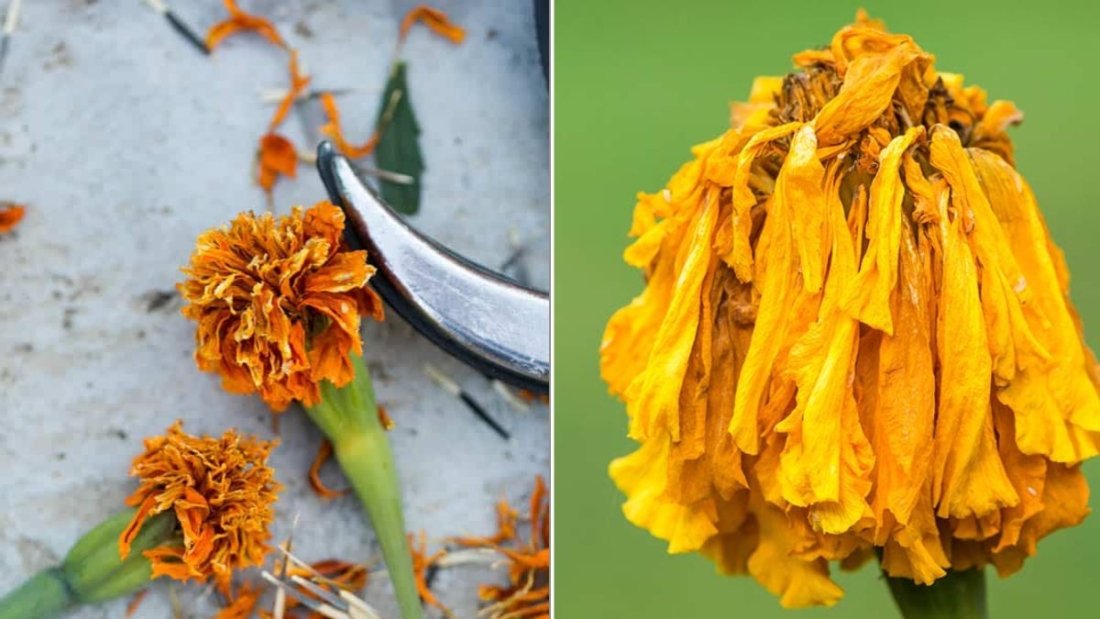 How To Deadhead Marigolds For Endless Blooms