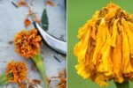 How To Deadhead Marigolds For Endless Blooms