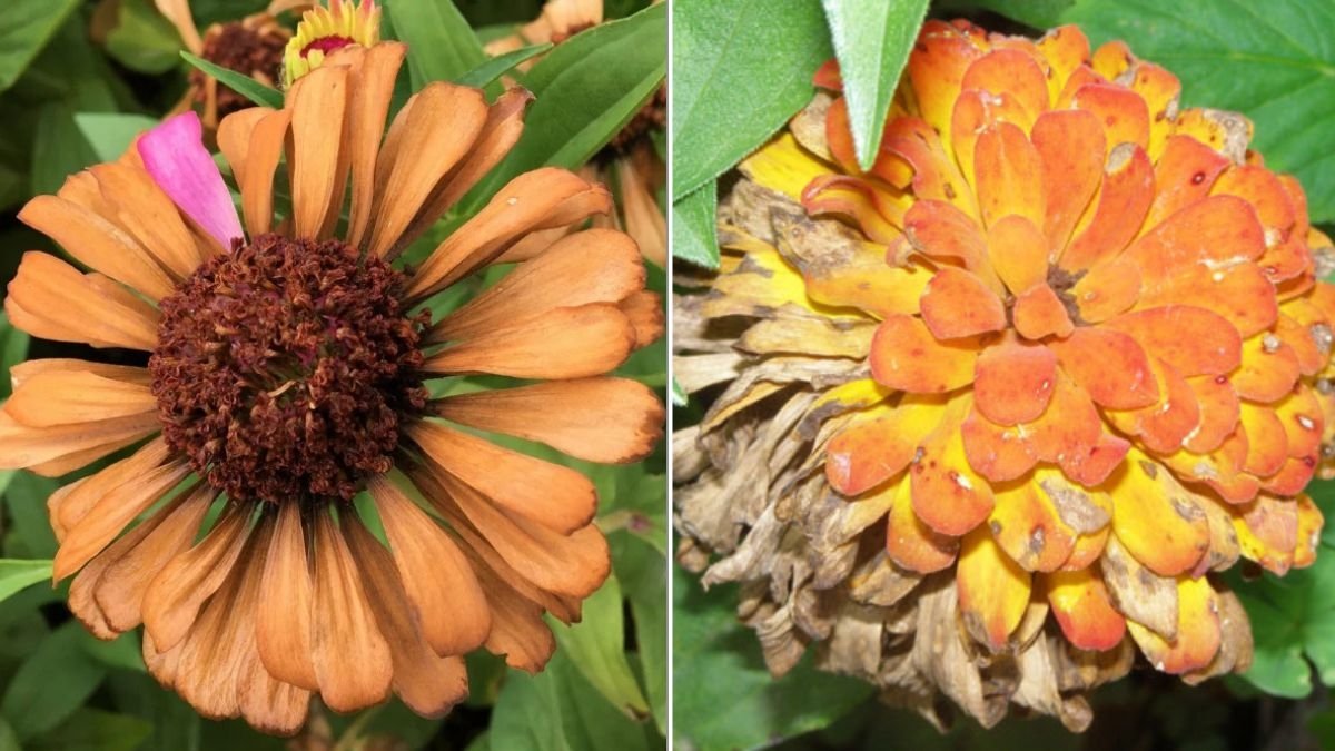 Why Your Zinnias Are Turning Brown (And How To Fix It)