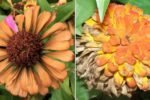 Why Your Zinnias Are Turning Brown (And How To Fix It)