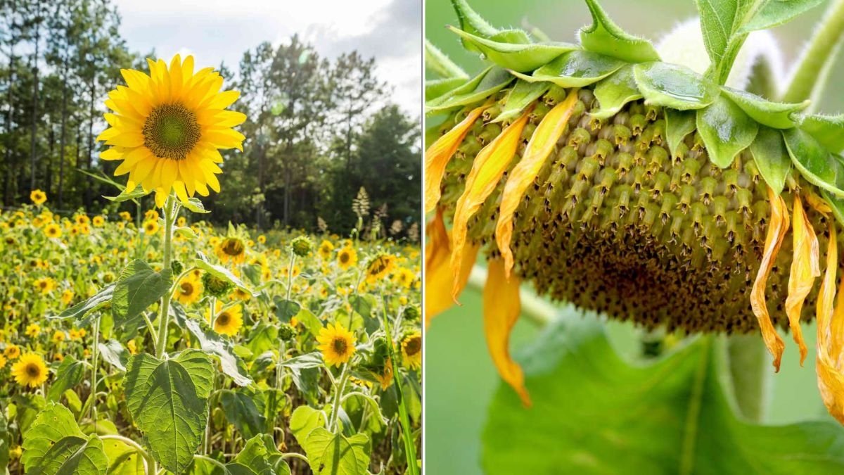 How To Grow Sunflowers That Don’t Fall Over