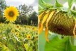 How To Grow Sunflowers That Don’t Fall Over