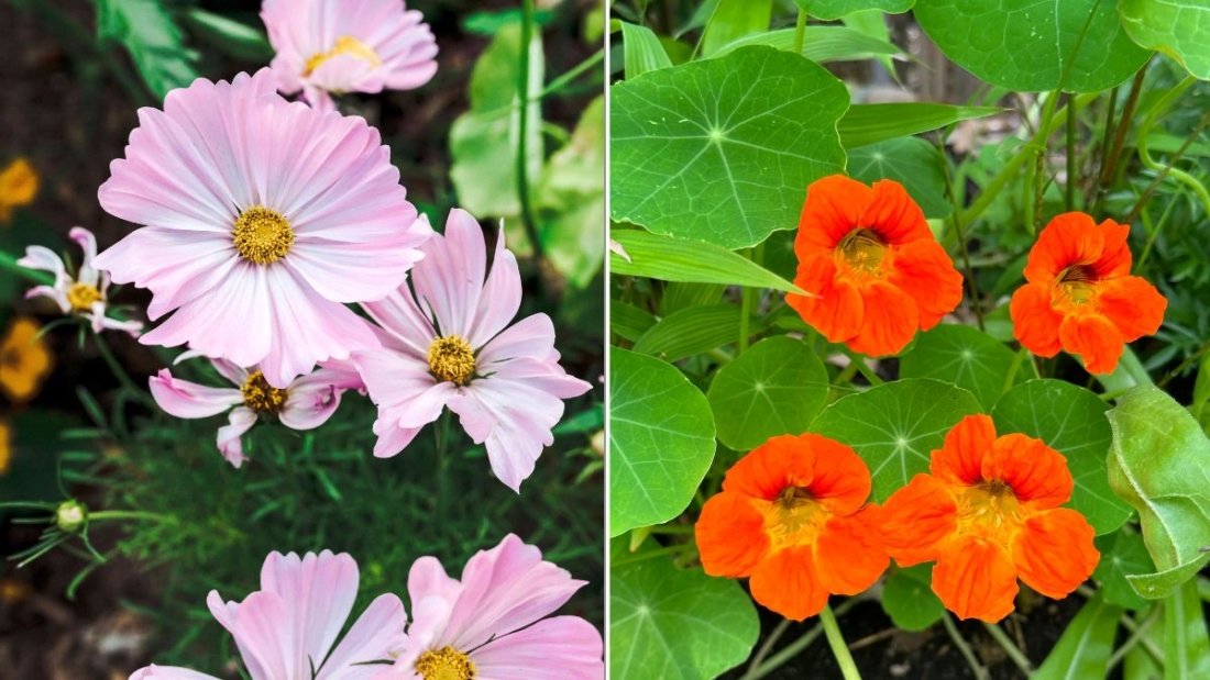 The Best Flowers To Plant Near Your Vegetable Garden