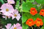 The Best Flowers To Plant Near Your Vegetable Garden