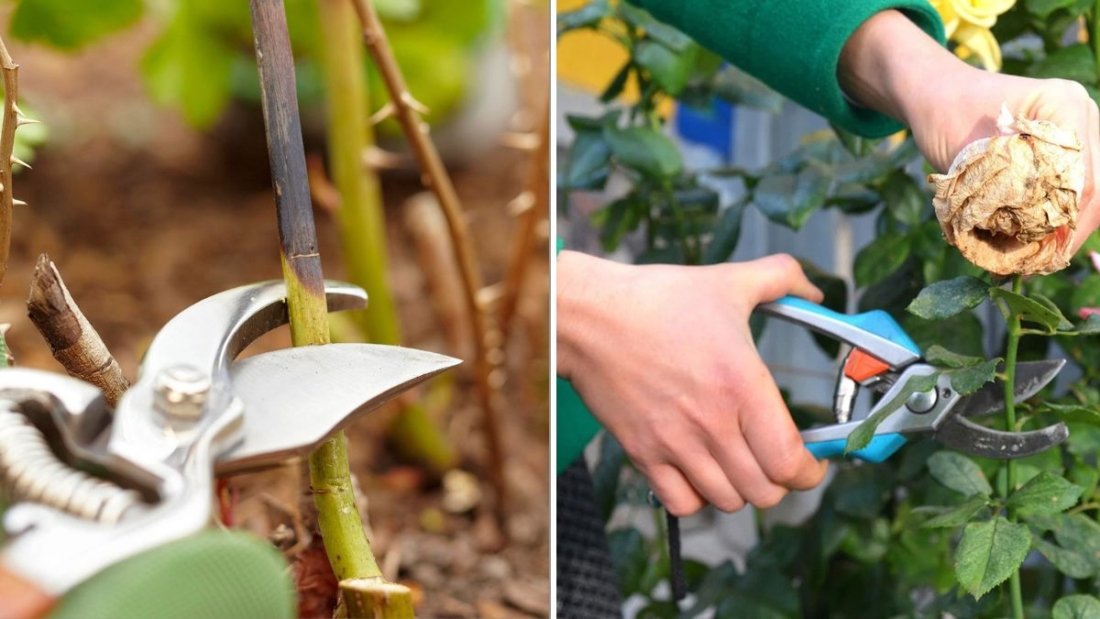 How To Prune Rose Bushes for Maximum Blooms