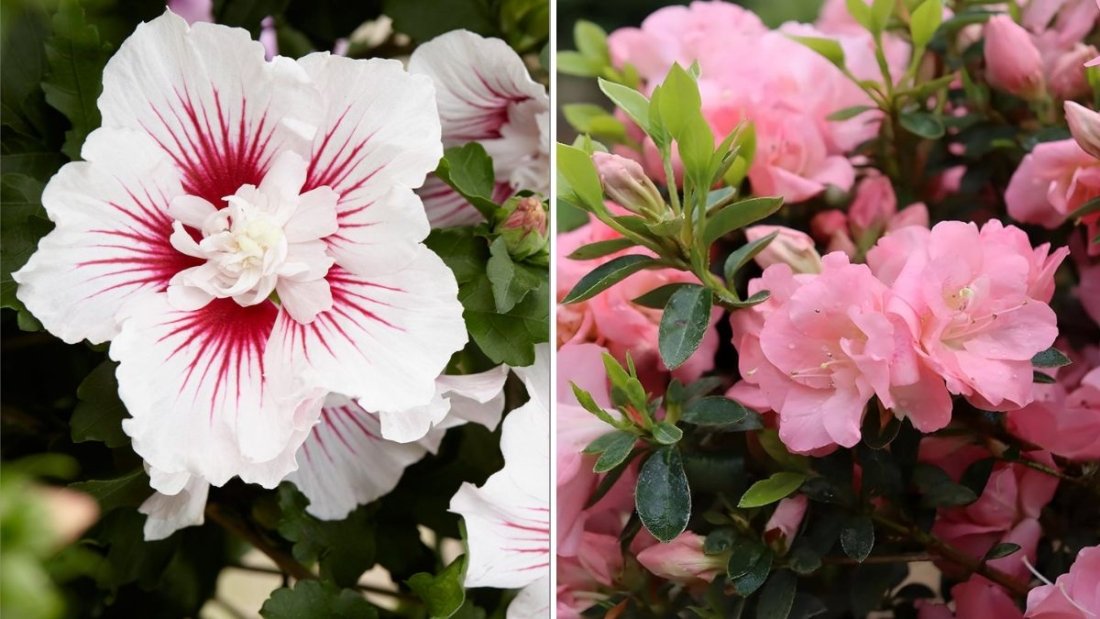 6 Flowering Shrubs That Add Color Year-Round