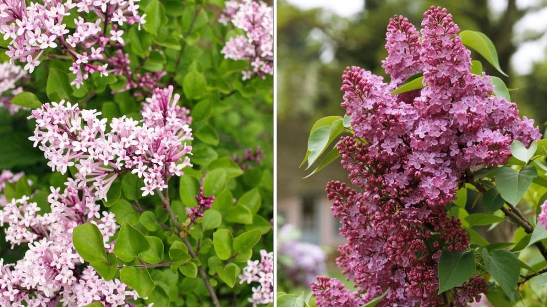 How To Grow Lilacs For The Sweetest Spring Fragrance