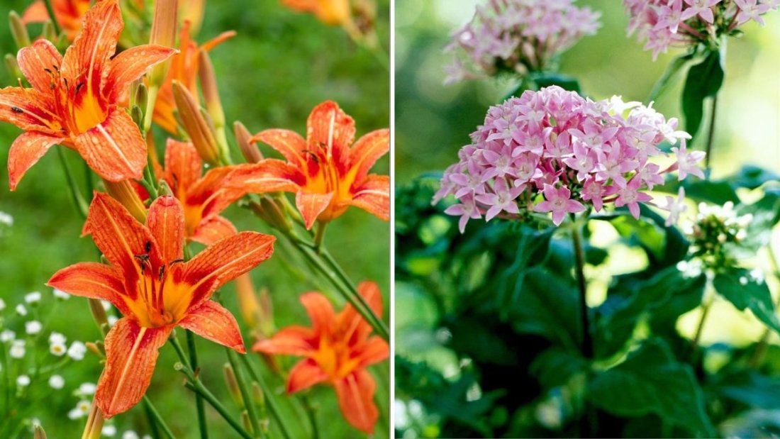 The Easiest Perennials For Beginners