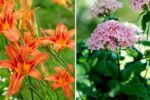 The Easiest Perennials For Beginners