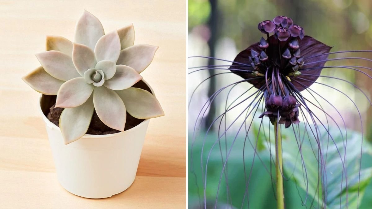 7 Spooky Plants to Complete Your Halloween Garden
