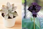 7 Spooky Plants to Complete Your Halloween Garden