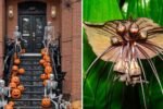 6 Ways to Create a Haunted Garden This Halloween