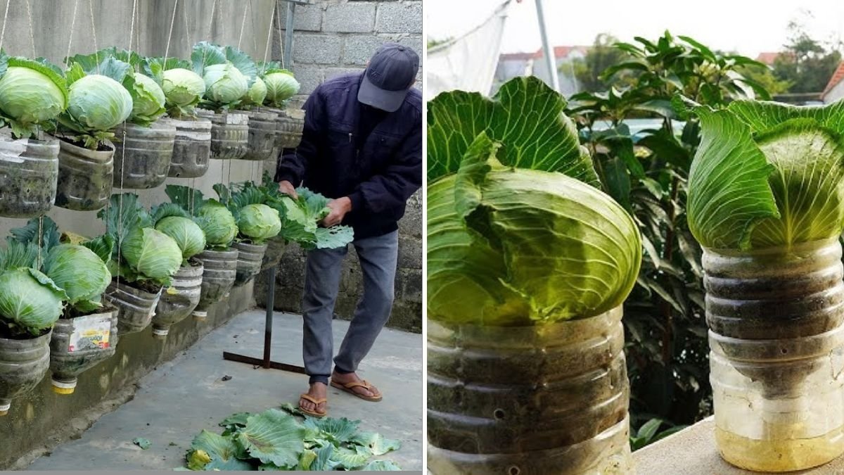 Housewives’ Dream Cabbage Garden: How to Grow Fresh Cabbage in Plastic Bottles at Home