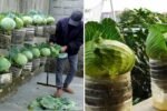 Housewives’ Dream Cabbage Garden: How to Grow Fresh Cabbage in Plastic Bottles at Home