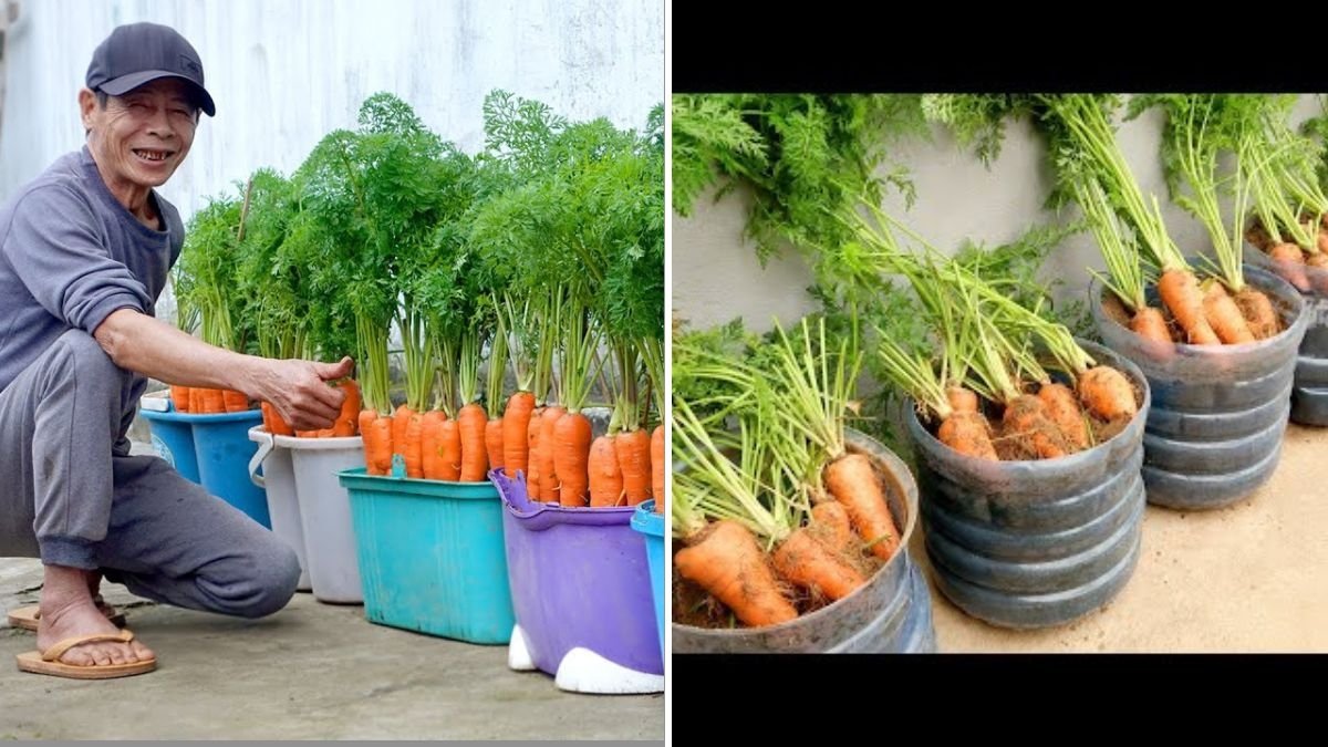 How to Grow Carrots at Home Easily: Enjoy Fresh, Clean Carrots Every Season