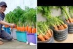 How to Grow Carrots at Home Easily: Enjoy Fresh, Clean Carrots Every Season