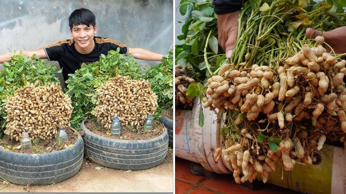 How to Grow Peanuts at Home Without a Garden: Easy Home Gardening Tips for a Big Harvest