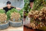 How to Grow Peanuts at Home Without a Garden: Easy Home Gardening Tips for a Big Harvest