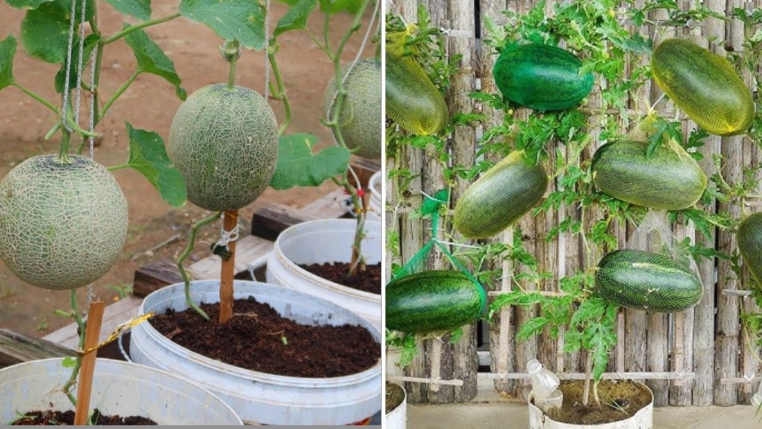 How to Grow Melons in Plastic Containers Easily: A Beginner’s Guide to High-Yield Home Gardening